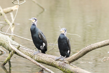 Two cormorants on a branch of a river
