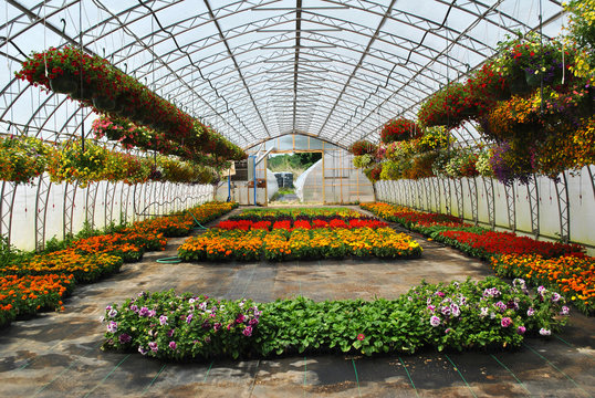 Flowers in Pots Growing in a Summer Greenhouse