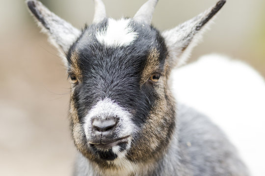 Close-up of goat on the outside