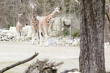 Giraffes walking in the countryside
