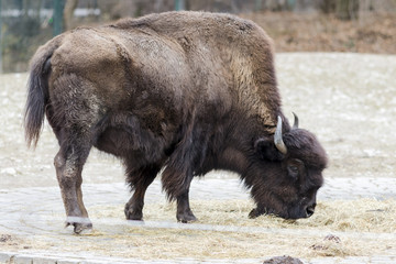 A bison grazing in the meadow © ihorga