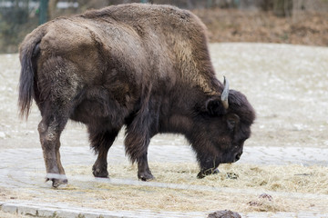 A bison grazing in the meadow © ihorga