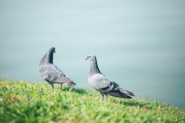 Pigeons are walking for food on grass.