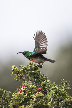 Male greater-collared sunbird taking off from bush, South Africa
