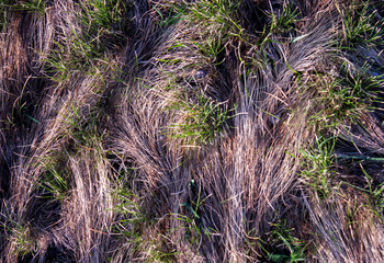 Texture of the patterns of young green grass and dry grass
