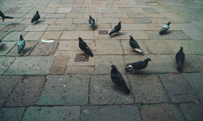 pigeon birds stand on the concrete texture