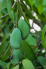 mango tree
