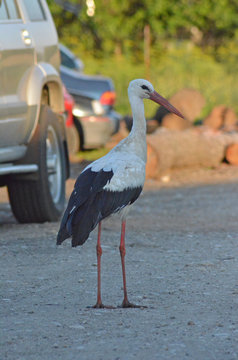 Stork 
