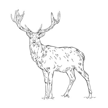 Vector line drawing of a wild deer isolated on white background