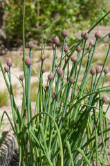 échalotes dans un jardin potager