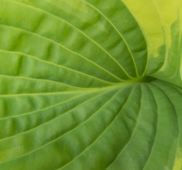 Soft texture and details of a green leaf with nice lines and curves