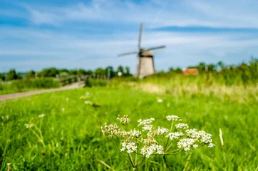 Photo sur Plexiglas Moulins Typical Dutch landscape in Alkmaar, the Netherlands