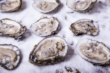 Oysters