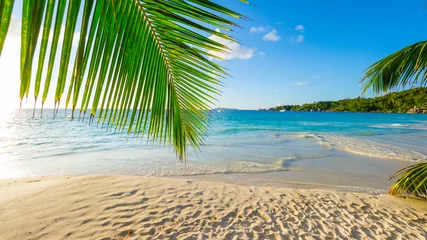 Palmen am tropischen Strand: Anse Lazio, Praslin, Seychellen © naturenow