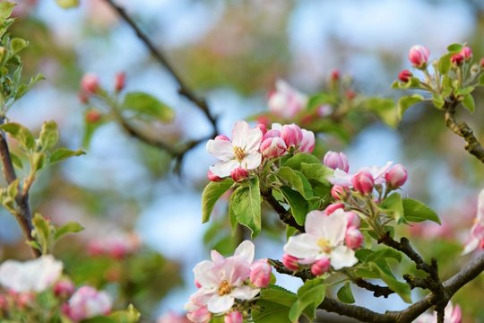 blühende Birnenbaumblüten