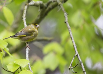European greenfinch (Chloris chloris)