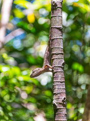 Leaf-tailed gecko