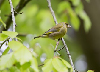 European greenfinch (Chloris chloris)