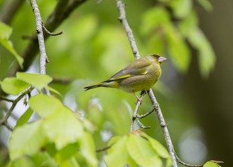 European greenfinch (Chloris chloris)