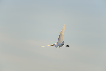 Great Egret wing high