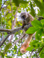 Lemur on Lokobe Strict Reserve in Nosy Be, Madagascar