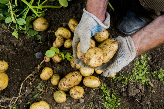 Hands of gardener holding potatoes