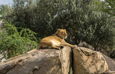Female lioness alone Sitting on a Rock