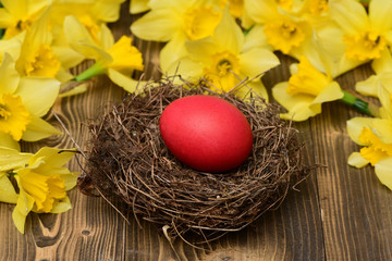 traditional easter red painted egg in nest, spring yellow narcissus