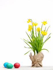 spring yellow narcissus, colorful easter eggs isolated on white