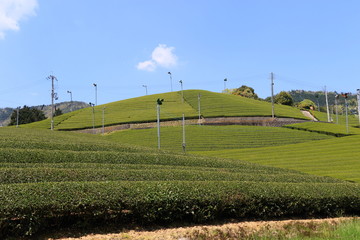 Tea Plantation of Kyoto Japan