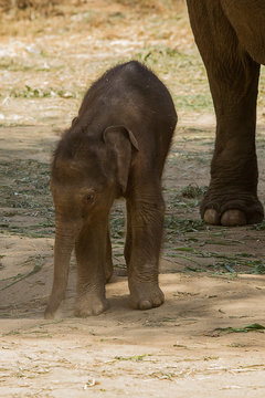 photo of a baby Asian elephant standing in mum's shadow