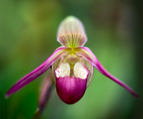 Orchid 