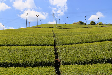 Tea Plantation of Kyoto Japan