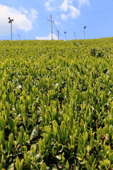 Tea Plantation of Kyoto Japan