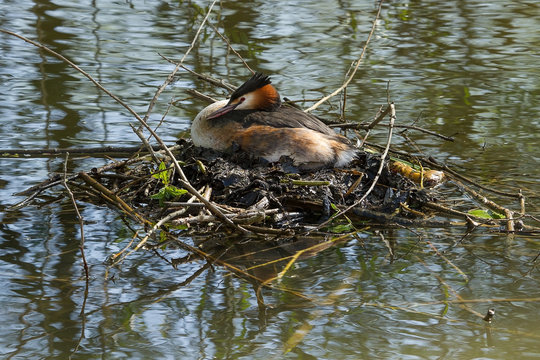 Mirandornithes bilder Bläddra bland 114 stockfoton, vektorer och