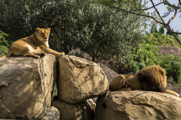 Male Lion old specimens with abundant mane, and Female lioness Sitting on a Rock