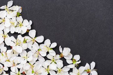 Fototapeta na wymiar cherry, apricot flowers as natural floral background on black color