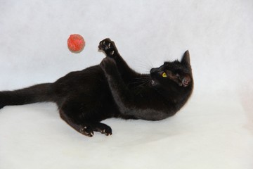 Black cat catching a ball