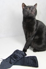 Proud black cat with party gloves © Agnieszka