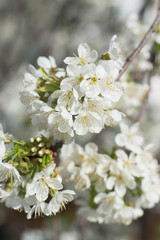 White spring flowers. Flowering trees. Spring Flower Garden.