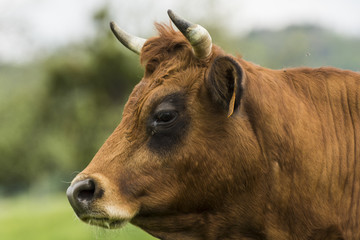 Vaches et taureaux - Chartreuse - Isère.