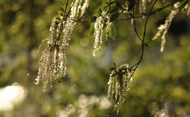 fluir