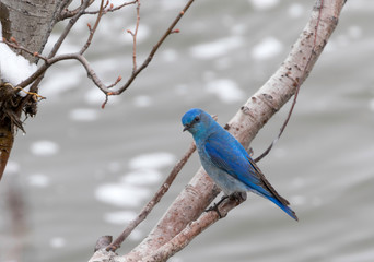 Blue Bird