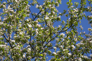 Crown of Apple blossoms