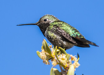 close up of a hummingbird on a treetop 