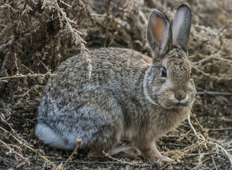 Naklejka na ściany i meble cottontail rabbit in the bush 