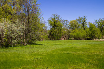 Fototapeta na wymiar Spring landscape with green meadow and trees
