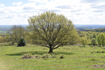 Beech Tree