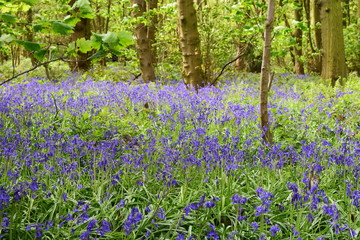 Bluebells