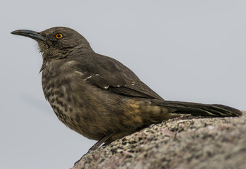 curve-billed thrasher on a rock 